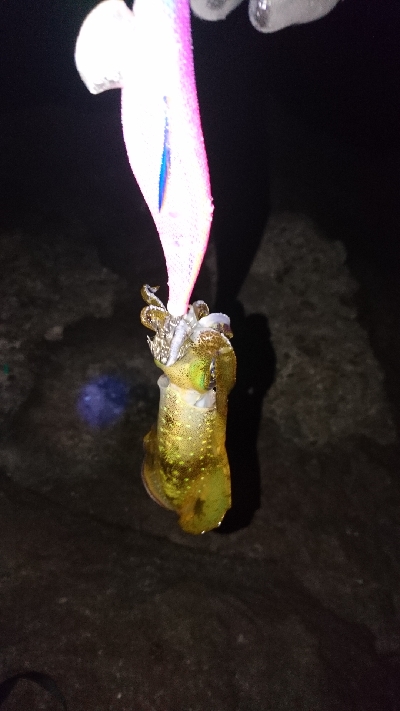 今年の記録更新