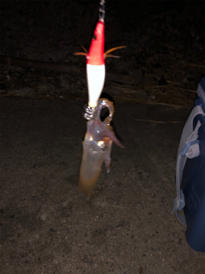 ヒイカエギング