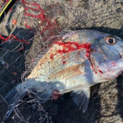 四万十市 沖磯 フカセ釣り