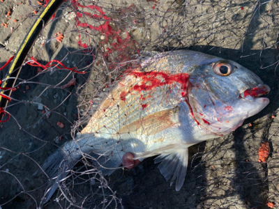 四万十市 沖磯 フカセ釣り