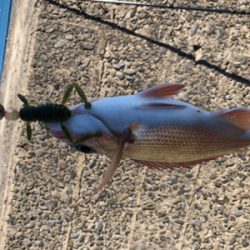 昼からまったり釣行