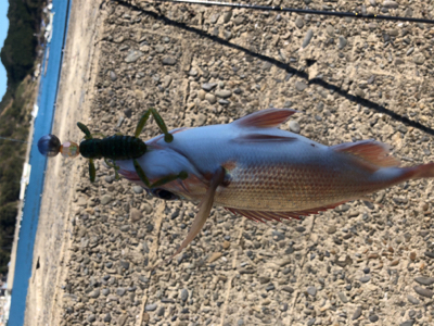 昼からまったり釣行