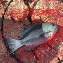 寒グレ&寒チヌ   フカセ釣り