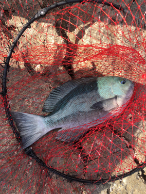 寒グレ&寒チヌ   フカセ釣り