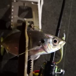 アジング練習 104