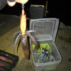 まだ、ヒイカ釣れますね(^^)