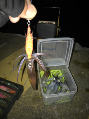 まだ、ヒイカ釣れますね(^^)