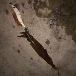 渋い中、ヤリイカ2杯