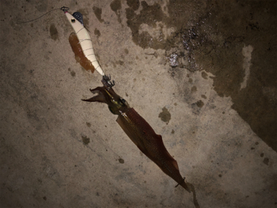 渋い中、ヤリイカ2杯