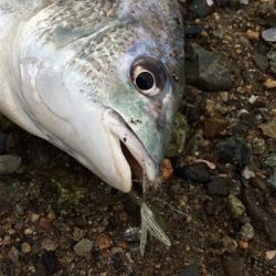 淀川ブリームゲーム 2020初釣果