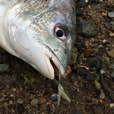 淀川ブリームゲーム 2020初釣果