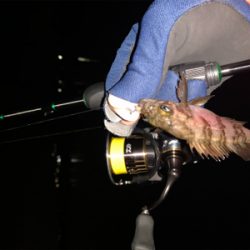 ポツポツ　ポロリ