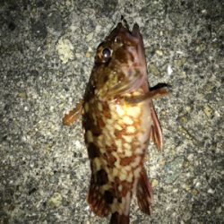 ガシラは裏切らない