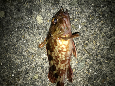 ガシラは裏切らない