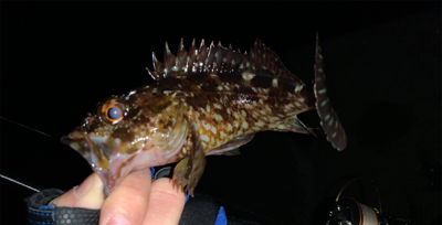 メバルはしぶい