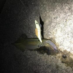 ヤリイカシーズン到来！！