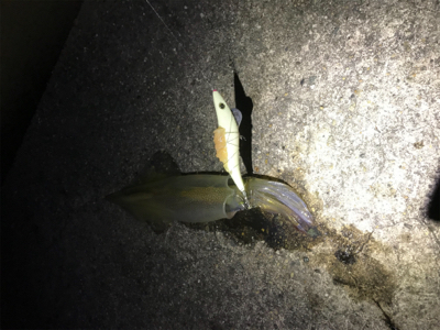 ヤリイカシーズン到来！！