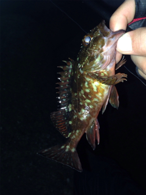 初ポイントでガシラ爆釣！