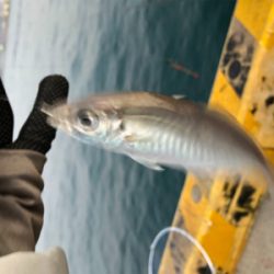 寒チヌGET( ˶˙ᵕ˙˶ )