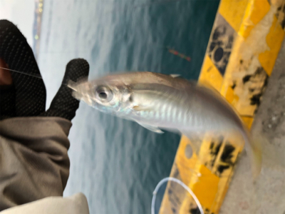 寒チヌGET( ˶˙ᵕ˙˶ )