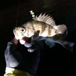 ボートアジング.メバリング /タツ建丸