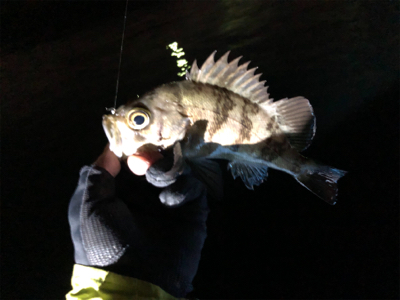 ボートアジング.メバリング /タツ建丸