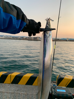 節分タチウオ ‼︎