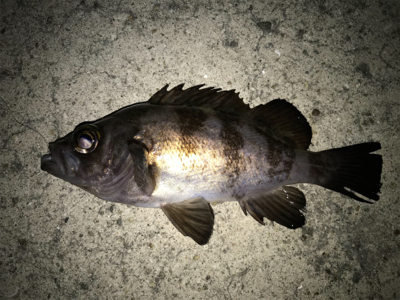 2020ライトゲーム第5戦