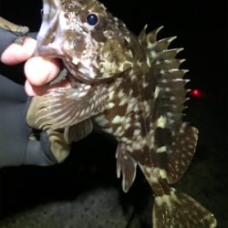 メバルはまだダメ？