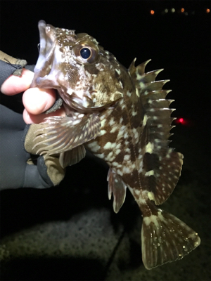 メバルはまだダメ？