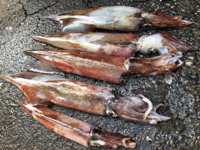 ヤリイカ邪道編