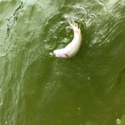 服部緑地 トラウト 月曜日 午前