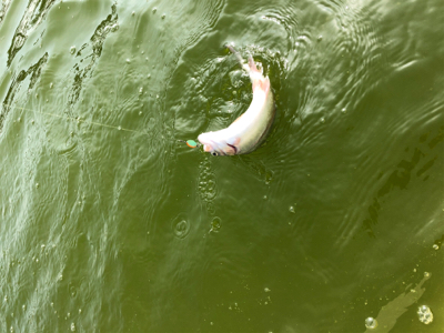 服部緑地 トラウト 月曜日 午前