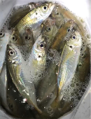 1年ぶりの淡路アジング☆GUNNING-S…