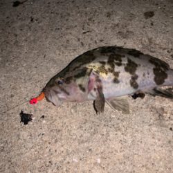 タケノコメバル③