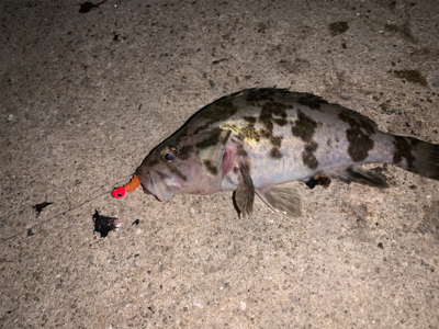 タケノコメバル③