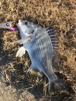 グッドモーニング