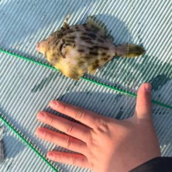 ヒラスズキと色々