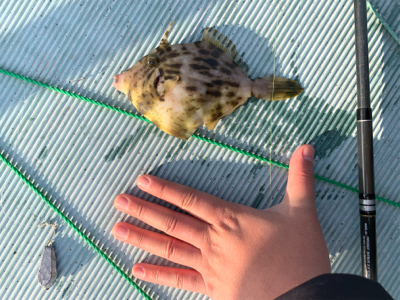 ヒラスズキと色々