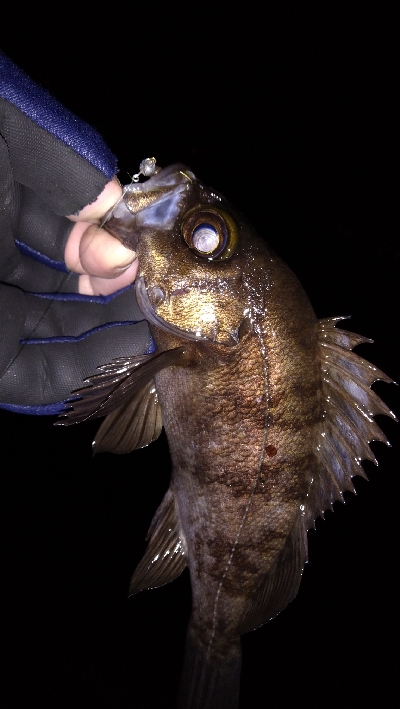 ナイトメバリング