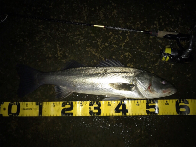 なんとか釣れた〜