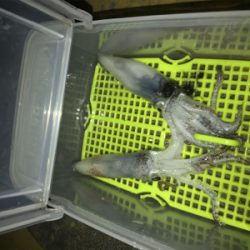 懲りずにヒイカ釣りσ(^_^;)