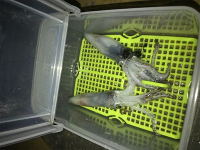 懲りずにヒイカ釣りσ(^_^;)