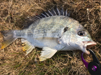 早起きは3枚の徳