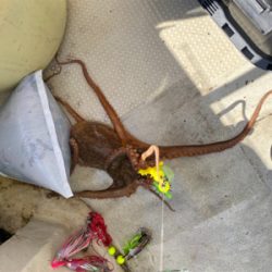 明石　　タコ釣り
