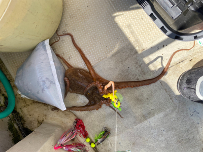 明石　　タコ釣り