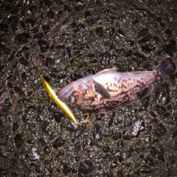 河口淡水域でアイナメ