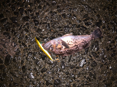 河口淡水域でアイナメ