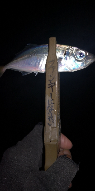 アジング練習 107