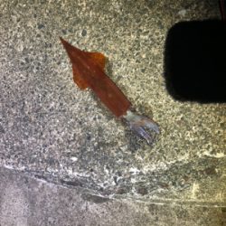 今年初エギング